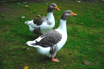 A couple of Pomeranian goose (Anser anser) on a pasture near Hanover, Germany.