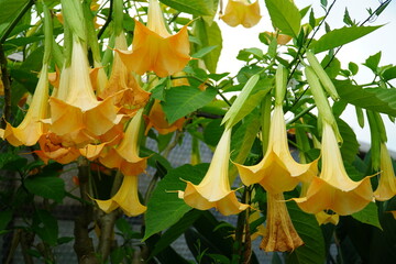 Yellow flowering Brugmansia Versicolor Lagerh, family Solanaceae in a garden near Hannover, Germany. The flowers and other parts of the plant are extremely poisonous.
