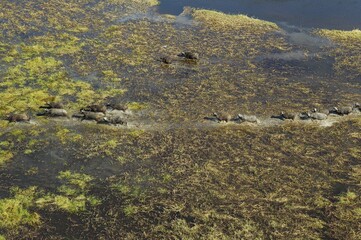 Cape Buffaloes (Syncerus caffer caffer), roaming herd in a freshwater marsh, Okavango Delta, Botswana, Africa
