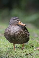 Mallard (Anas platyrhinchos), Emsland, Lower Saxony, Germany, Europe
