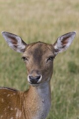 Fototapeta premium Fallow Deer (Dama dama) in Skandinavisk Dyrepark or Scandinavian Wildlife Park, Jutland, Denmark, Europe