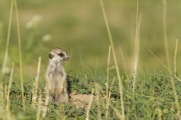 Suricate (Suricata suricatta), young on the lookout, during the rainy season in green surroundings, Kalahari Desert, Kgalagadi Transfrontier Park, South Africa, Africa