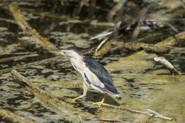 Little Bittern (Ixobrychus minutus) waiting in a pond for fishes, Natural Park of S'Albufera, Majorca, Spain, Europe