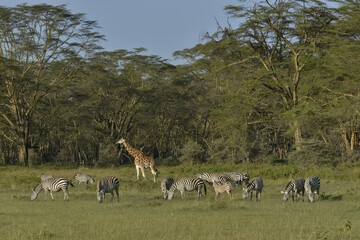 Rothschild Giraffe or Ugandan Giraffe (Giraffa camelopardalis rothschildi) and Grant's Zebras (Equus quagga boehmi), Lake Nakuru National Park, near Nakuru, Rift Valley Province, Kenya, Africa