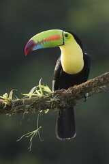 Keel-billed Toucan (Ramphastus sulfuratos) perched on a branch, Heredia Province, Costa Rica, Central America