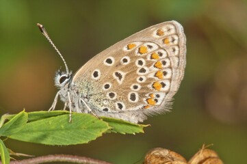 Common blue (Polyommatus icarus) female sitting on leaf, Baden-Württemberg, Germany, Europe