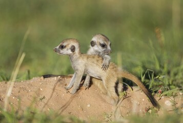 Suricates (Suricata suricatta), two young animals at burrow, during the rainy season in green surroundings, Kalahari Desert, Kgalagadi Transfrontier Park, South Africa, Africa