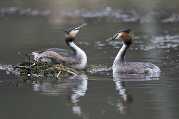 Courting Great Crested Grebes (Podiceps cristatus) at nest, Hesse, Germany, Europe