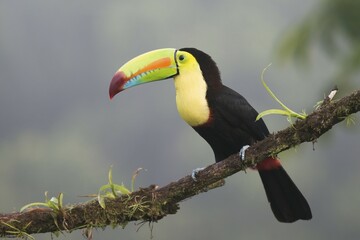 Keel-billed Toucan (Ramphastus sulfuratos) perched on a branch, Heredia Province, Costa Rica, Central America
