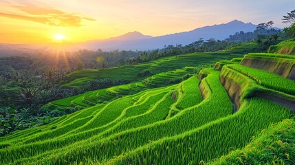 Fototapeta premium Lush green rice terraces in a mountainous region with a stunning sunrise.