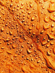 Close-up of water drops on autumn leaves. Autumn monochrome background. Raindrops on fallen autumn leaf. Water drops on yellow background
