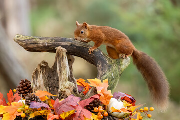 Curious little scottish red squirrel in an autumnal scene in the forest