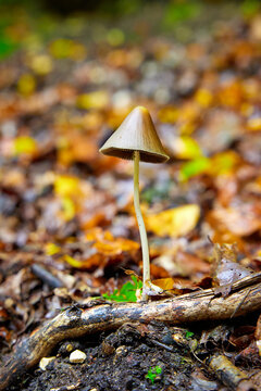 Conocybe tenera, mushroom