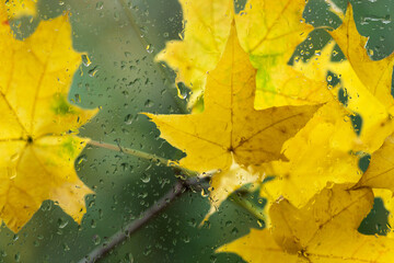 autumnal bright maple leaves behind wet glass with raindrops texture. autumn season background. symbol of fall time. rainy weather concept. atmosphere romantic nature image.