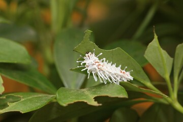 Caterpillar of the atlas moth (Attacus atlas), early stage, found in Southeast Asia
