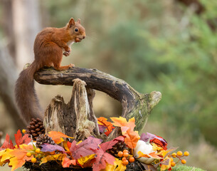 Curious little scottish red squirrel in an autumnal scene in the forest