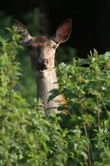 Red deer (Cervus elaphus), female, hind, watchful between nettles, Allgaeu, Bavaria, Germany, Europe
