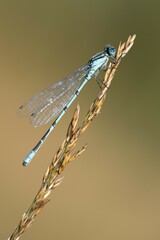 European damselfly (Enallagma cyathigerum) on a blade of grass, Emsland, Lower Saxony, Germany,...