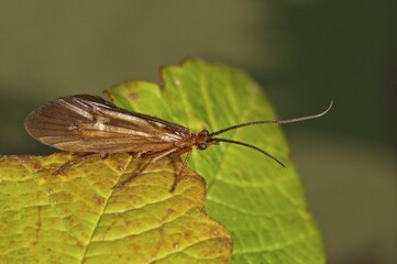 Chaetopteryx villosa (Chaetopteryx villosa) basks on a leaf, Baden-Württemberg, Germany, Europe