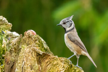 Rare scottish highlands woodland bird, the crested tit in the forest