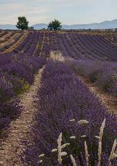 Fototapeta premium Lavender fields in Provance