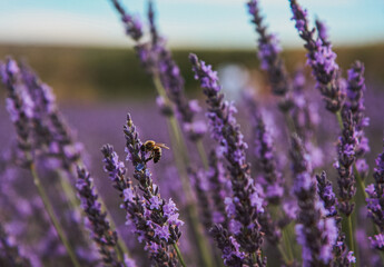 Lavender flowers  