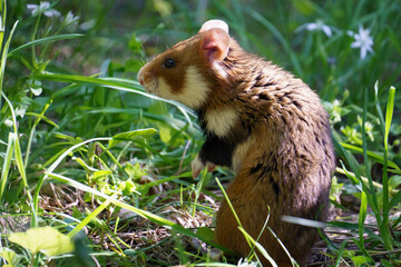 Closeups of Brown and white european hamster (or black-bellied hamster, Cricetus cricetus) in green meadow grass © Alexander
