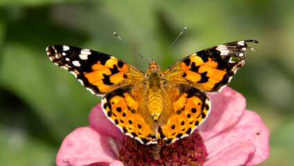 butterfly on flower