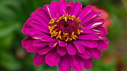 close up of a pink dahlia