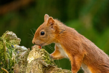 Hungry little scottish red squirrel with a nut in the forest
