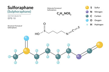 Sulforaphane. Structural Chemical Formula and 3d Model of Molecule. C6H11NOS2. Atoms with Color Coding. Vector graphic Illustration for educational materials, scientific articles, and presentations