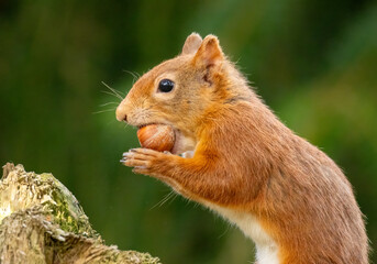 Hungry little scottish red squirrel with a nut in the forest