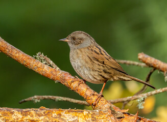 Close up of a Dunnock bird perched on a branch in the forest with natural green background