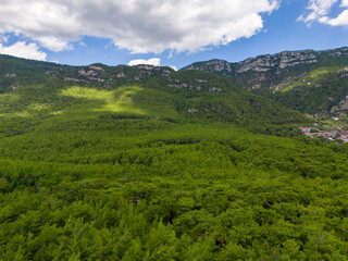Aerial View of Green Summer Forest with Pine Trees in Turkey.