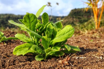 Fresh Green Plant in Natural Outdoor Setting During Daytime.