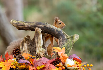 Curious little scottish red squirrel in an autumnal scene in the forest