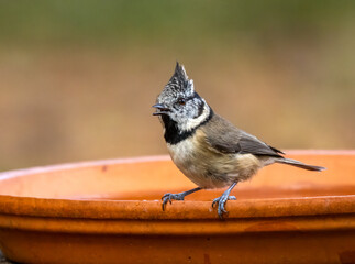 Rare scottish highlands woodland bird, the crested tit in the forest