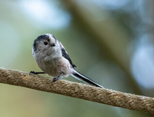 Cute long tailed tit in the woodland 