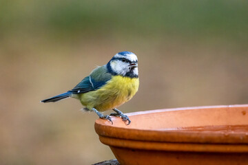 Cute little blue tit bird having a drink of water from a dish