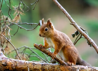 Close up of a cute and inquisitive little scottish red squirrel in the woodland
