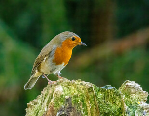 Beautiful robin redbreast bird perched in the forest with natural green background