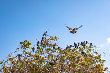 pigeons perched on the branches of the plane tree.