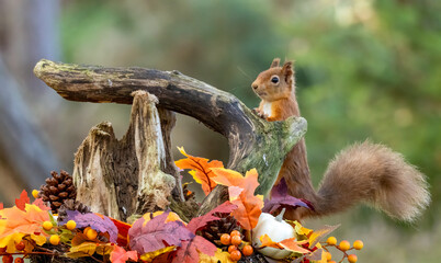 Curious little scottish red squirrel in an autumnal scene in the forest
