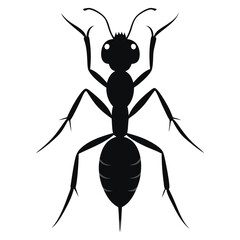 black ant isolated on white