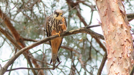 owl on branch