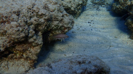Goldblotch grouper (Epinephelus costae) undersea, Aegean Sea, Greece, Syros island, Azolimnos beach