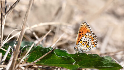 A Knapweed Fritillary Butterfly (Melitaea Phoebe )