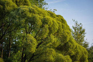 Large, widespread tree of Salix acutifolia (Siberian violet-willow, long-leaved violet willow or sharp-leaf willow) in a warm evening sunlight in august. Landscape photo of the European part of Russia