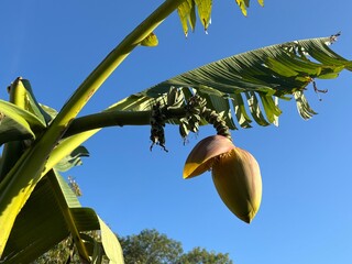 banana tree with banana