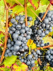  grapes in France vinyard